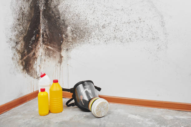 Best Toxic Mold Removal  in Paloma Creek South, TX