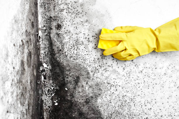 Best Mold Damage Repair  in Paloma Creek South, TX