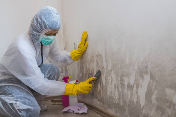 Best Residential Mold Removal  in Paloma Creek South, TX