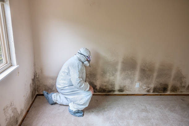 Best Commercial Mold Removal  in Paloma Creek South, TX